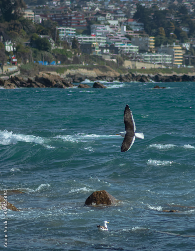 Fototapeta premium Birds seagull beach fly sun