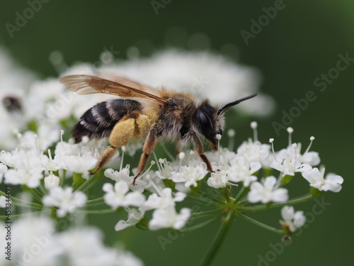 Die europäische Honigbiene, Apis mellifera auf einer wilden Möhre