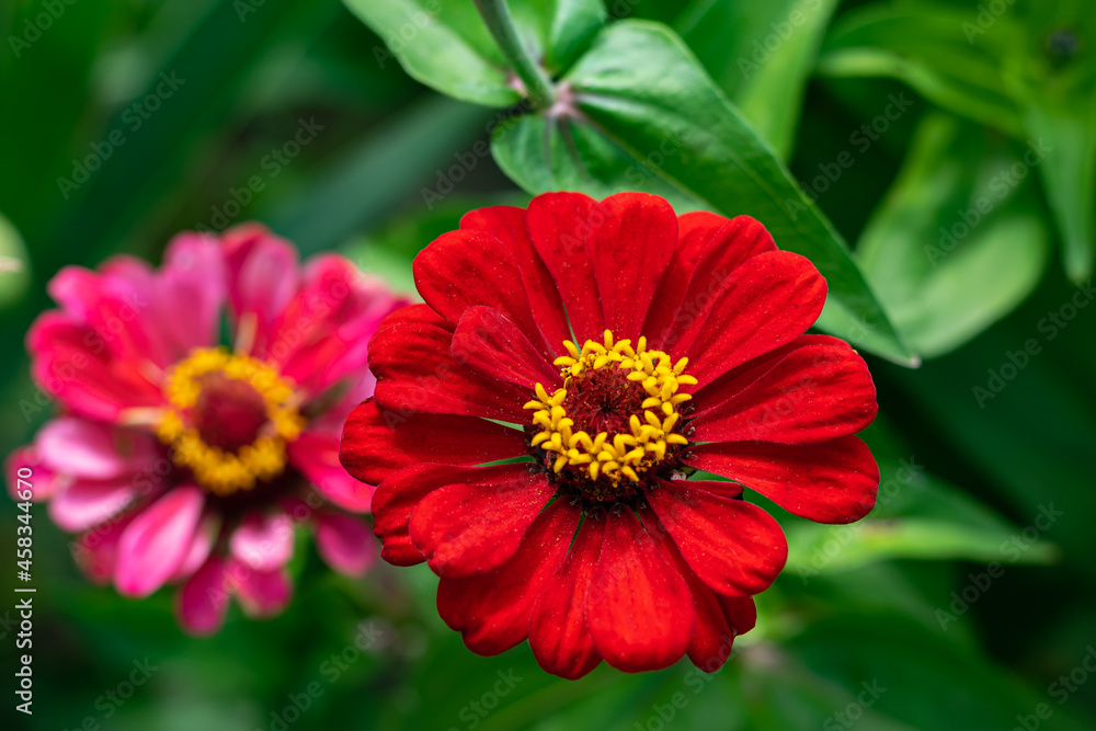 Obraz premium Multi-colored zinnia flowers. Natural flower background, wallpaper. Selective focus. Horizontal photo.