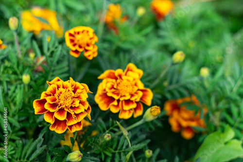 Long-blooming flowers. Orange-yellow marigolds in a flower bed. Selective focus  blur.