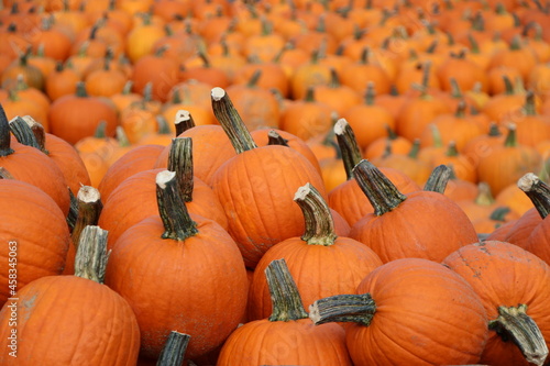pumpkin patch in autumn