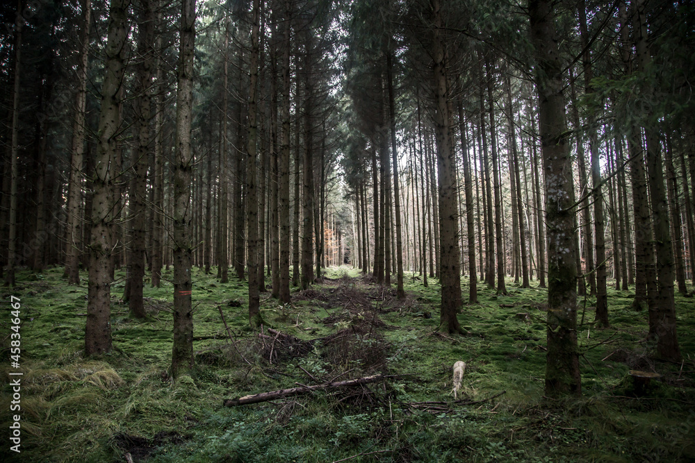 Obraz premium trees in the forest in naturpark augsburg westliche wälder