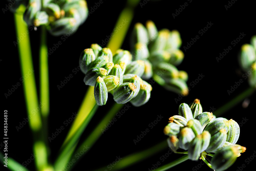 Fototapeta premium Fennel fruits (Foeniculum vulgare) used to flavor food