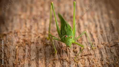 The green katydid sits on a woody texture background. Selective focus. © vladk213