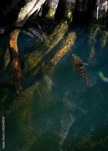Floating Fish in the Everglades