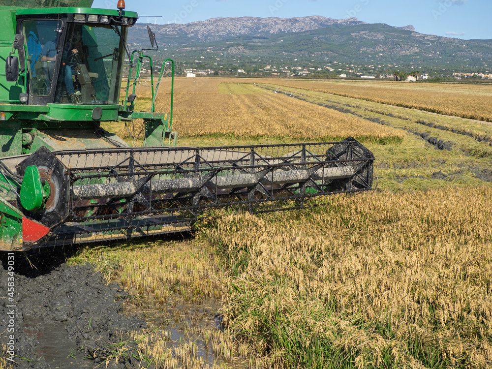 Obraz premium Combine harvester harvesting a mature rice field.