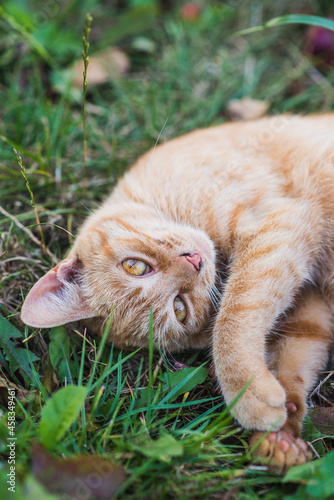 beautiful red cat lying on the grass