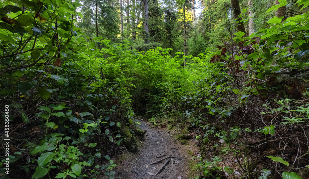 Hiking Path to Sandcut Beach in the Vibrant Rainforest and colorful green trees. Located near Victoria, Vancouver Island, British Columbia, Canada. Hiking Path to Sandcut Beach in the Vibrant Rainforest and colorful green trees. Located near Victoria, Vancouver Island, British Columbia, Canada.