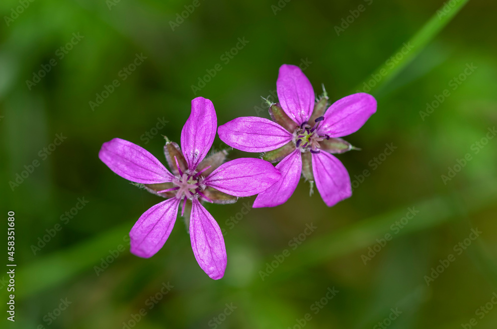 Small pink flower