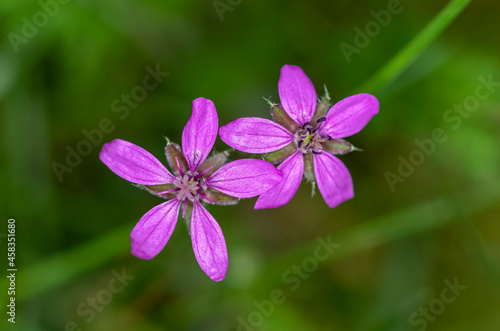 Small pink flower