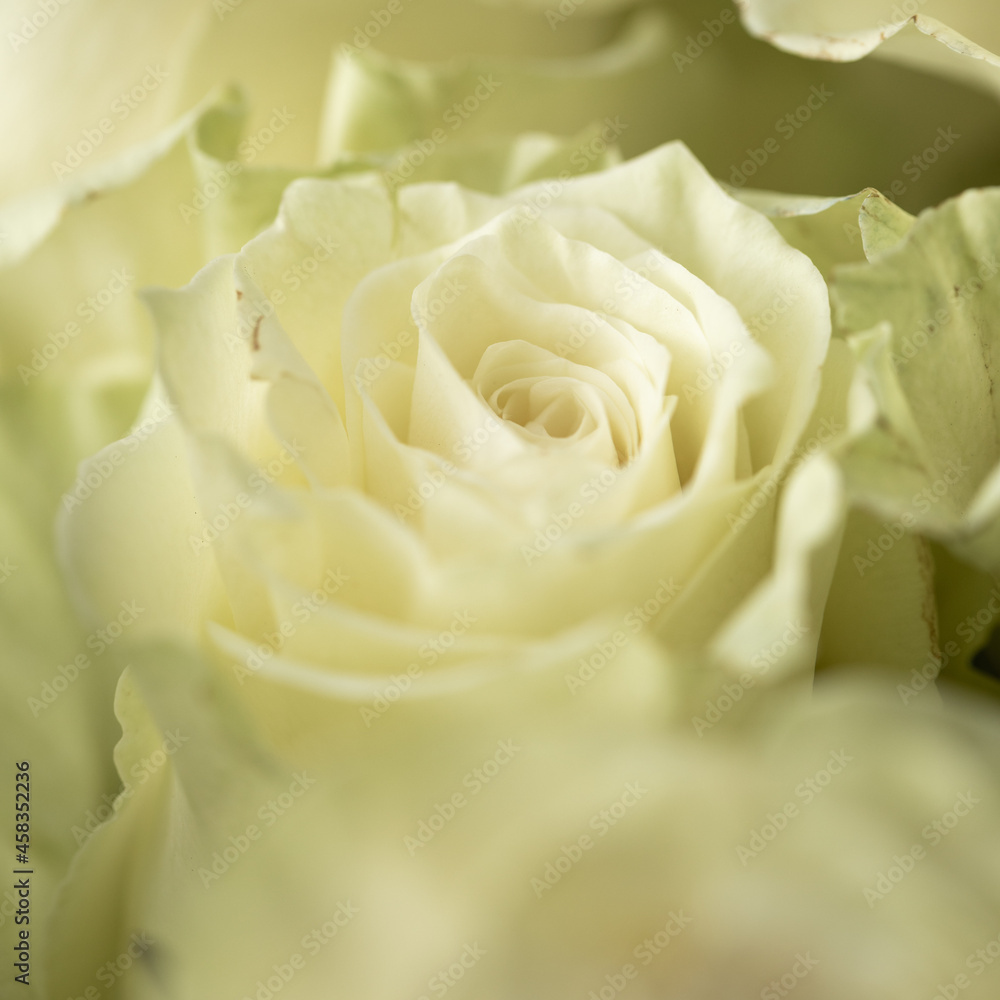 Beautiful blooming light green rose. Wedding bouquet. Rosebud. Green rose. White Rose. Beautiful blooming light green rose. Wedding bouquet. Rosebud. Green rose. White Rose.