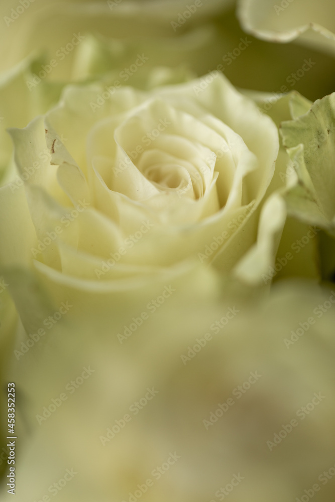 Beautiful blooming light green rose. Wedding bouquet. Rosebud. Green rose. White Rose. Beautiful blooming light green rose. Wedding bouquet. Rosebud. Green rose. White Rose.