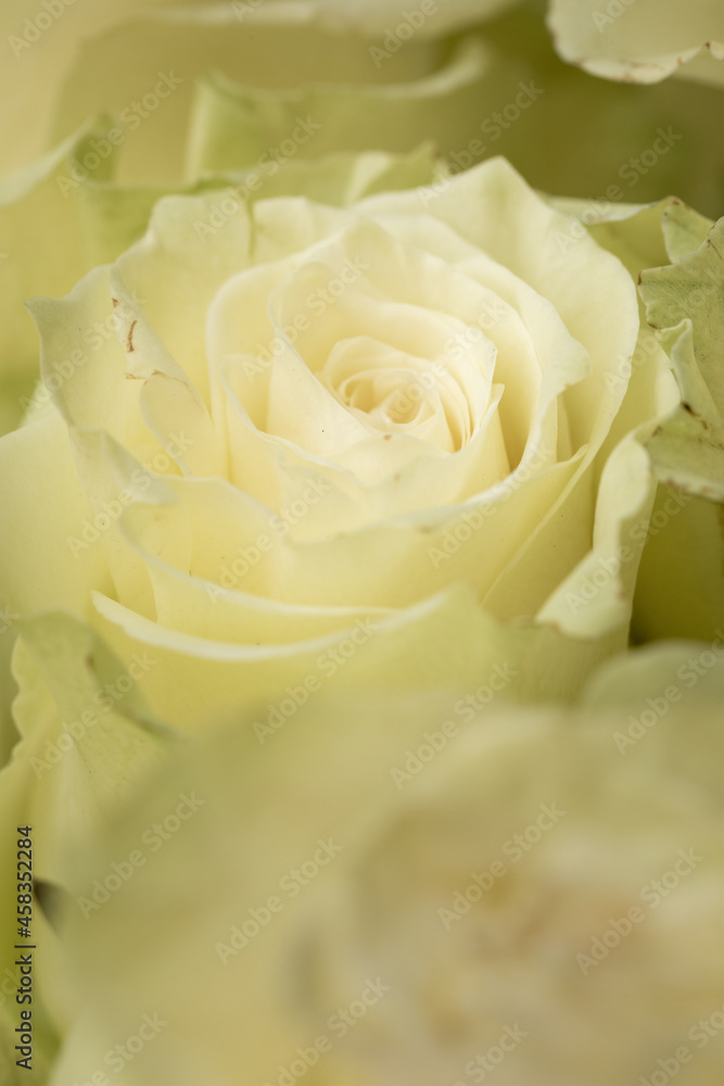 Beautiful blooming light green rose. Wedding bouquet. Rosebud. Green rose. White Rose. Beautiful blooming light green rose. Wedding bouquet. Rosebud. Green rose. White Rose.