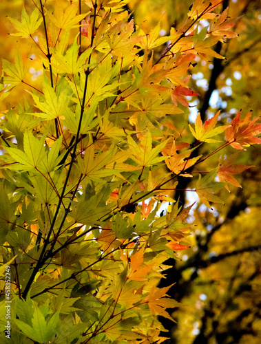 Fall Foliage in Oregon