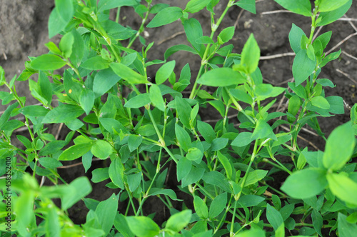 The grass Polygonum aviculare grows in nature