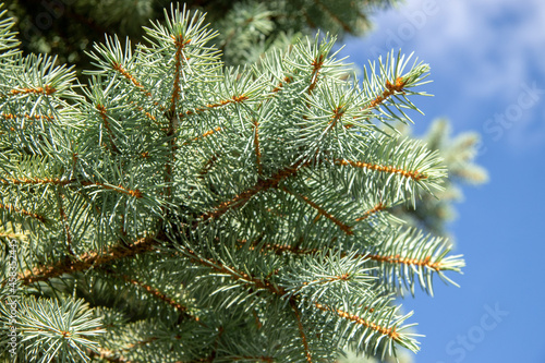 Green pine branches in the garden in August photo