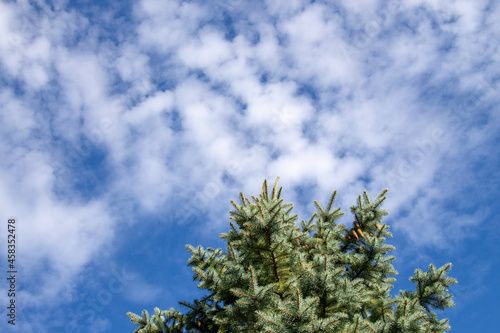 Green pine branches in the garden in August photo