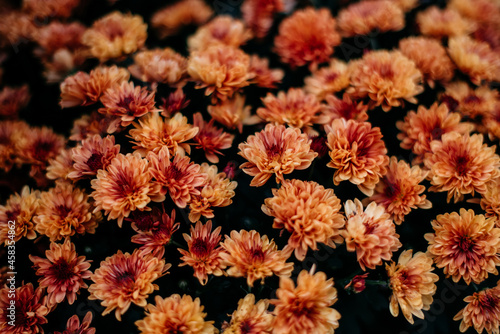 Fototapeta Naklejka Na Ścianę i Meble -  Closeup of orange fall mums