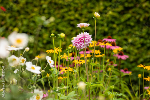 Colorful wild garden with beautiful mixed flowers and plants like a pink dahlia and other bright colored flowers and greenery creating a mindful picturesque scenery on a sunny summer day