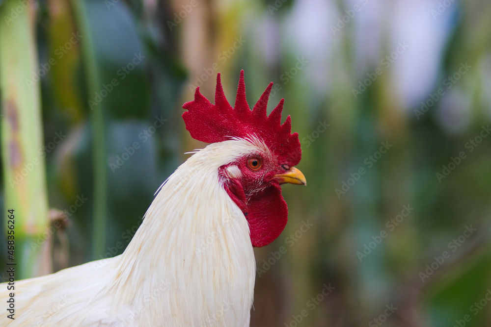 A white rooster with a red cockscomb and defocused background is looking for food in the backyard