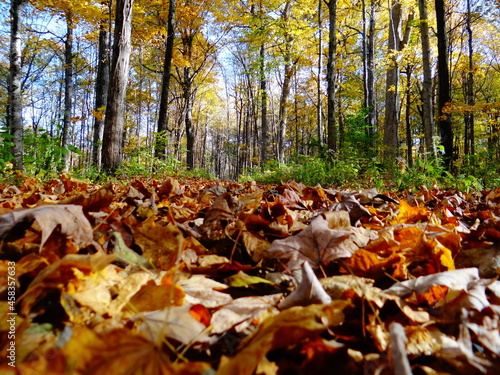 Fall Leaves on the Ground