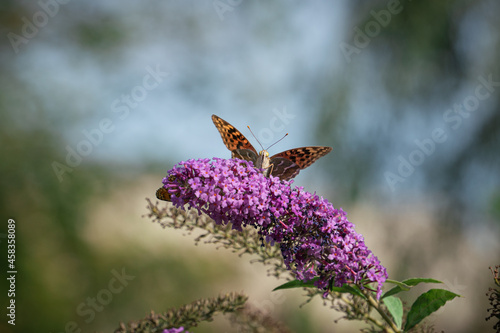 Butterfly on a flower on a sunny day in early autumn in September