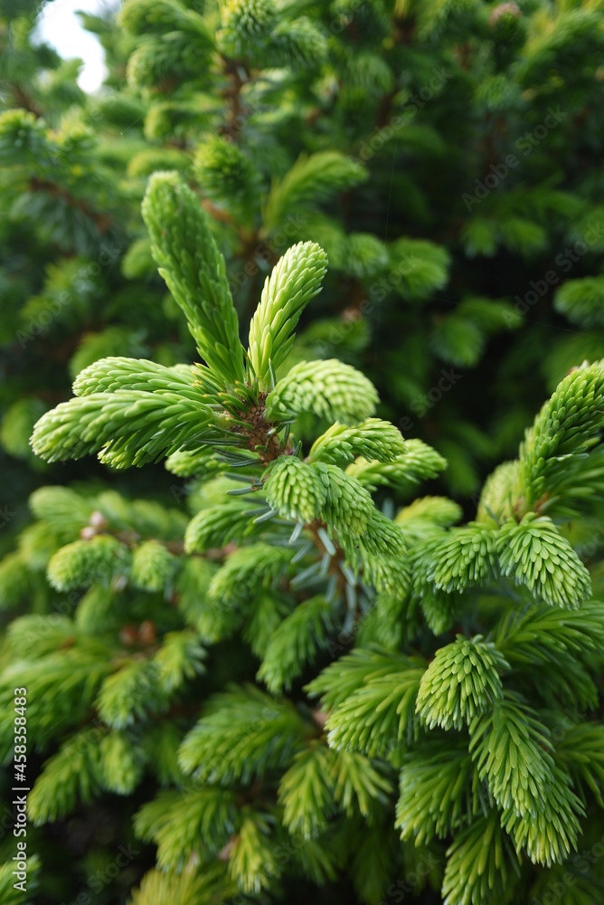 Picea glauca (the white spruce) is one of the most beautiful and practical evergreens. Picea glauca (the white spruce) is one of the most beautiful and practical evergreens.