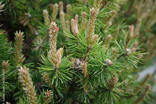 The mugo pine (Pinus mugo) is a species of coniferous needled evergreen that is a favorite in landscape use.