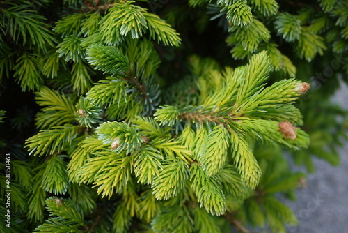 Picea glauca (the white spruce) is a species of spruce native to the northern temperate and boreal forests in North America.