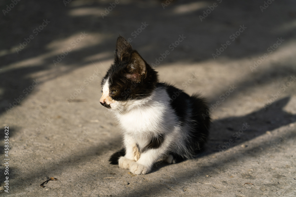 Kitten in the morning sunlight outdoors in early autumn in September