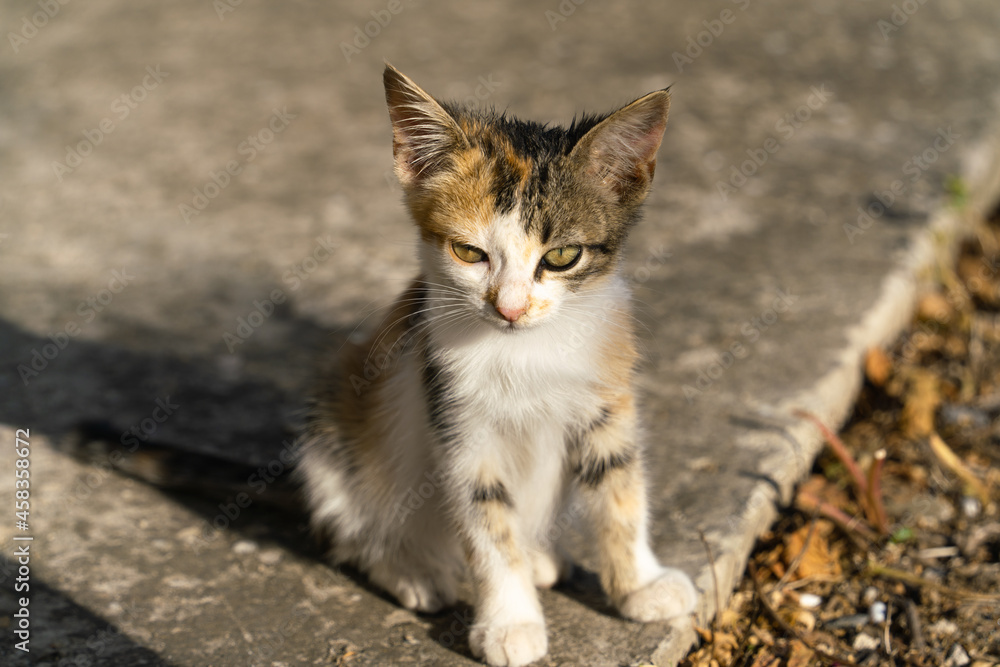Fototapeta premium Kitten in the morning sunlight outdoors in early autumn in September