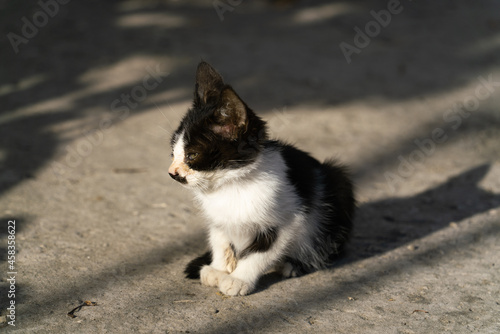 Kitten in the morning sunlight outdoors in early autumn in September © Александр Бочкала