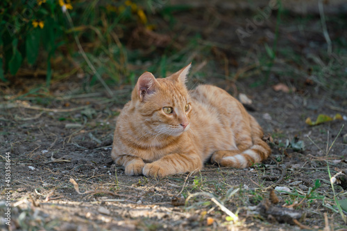 Kitten in the morning sunlight outdoors in early autumn in September