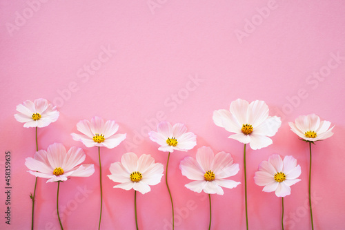Pink background with white cosmos flowers and space for text congratulations, postcard.