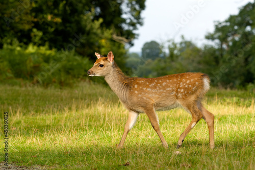Sika deer, Cervus nippon