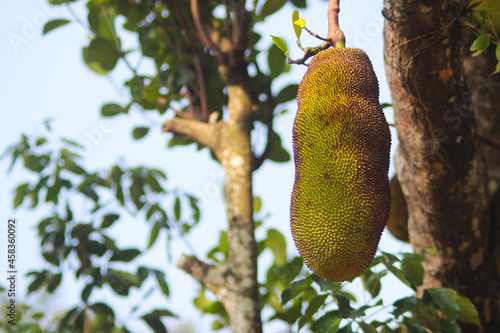 The jackfruit  Artocarpus heterophyllus  hanging on tree branches. Asian tropical fruits stock images.