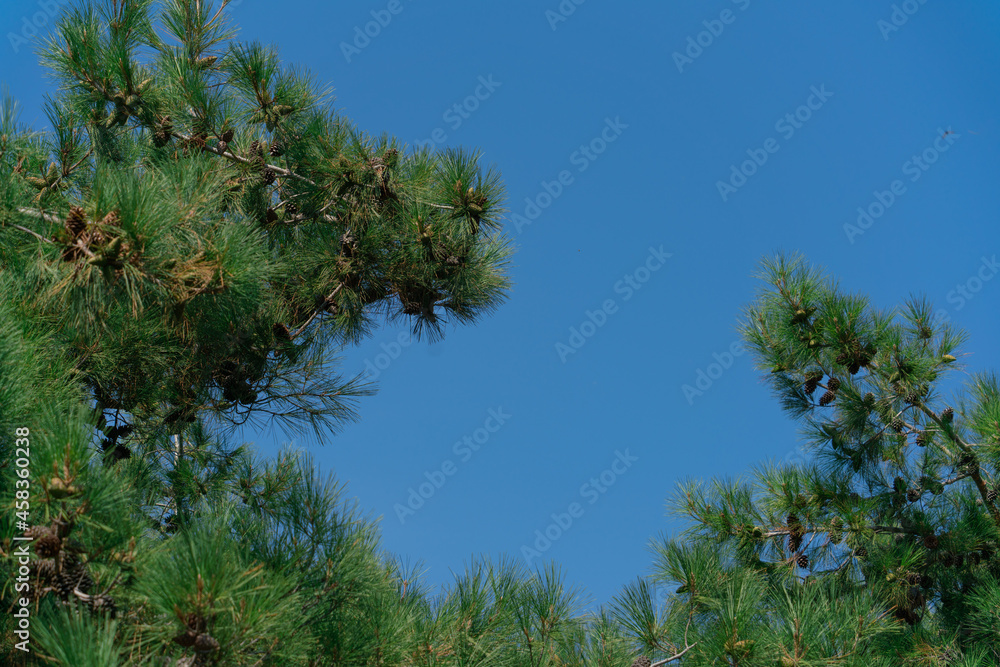 Green branches of a coniferous tree with large cones against a clear blue sky on a sunny day Green branches of a coniferous tree with large cones against a clear blue sky on a sunny day