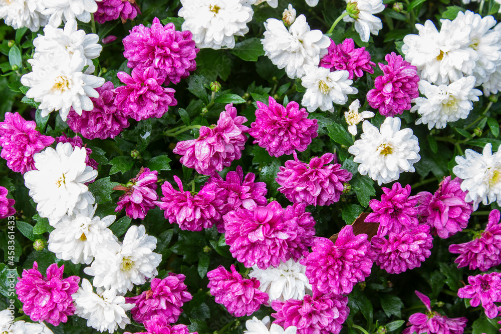 Purple and pink astras in the garden Purple and pink astras in the garden