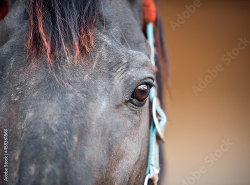 horse head and eyes close  up