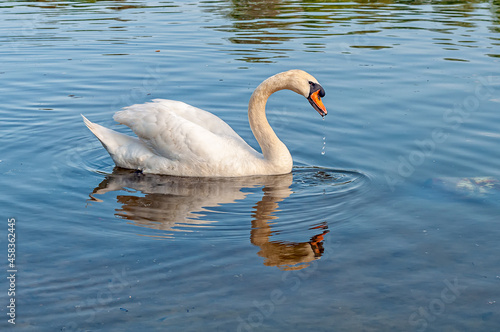 Swan On a river in Serbia. A close up of a Swan in river