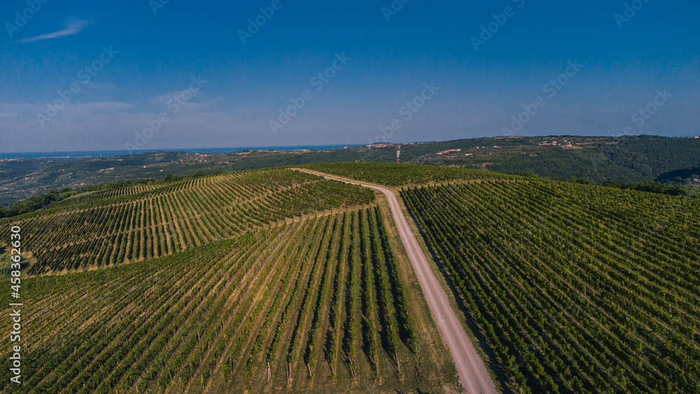 Aerial view of Tractor path leading through the grapevine field with fresh vines sprouting from the ground. Early morning view of a grape field.