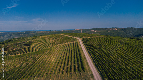 Aerial view of Tractor path leading through the grapevine field with fresh vines sprouting from the ground. Early morning view of a grape field. © Anze