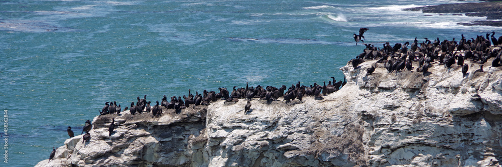A rock at the Santa Cruz California Pacific ocean coast occupied by a colony of cormorants