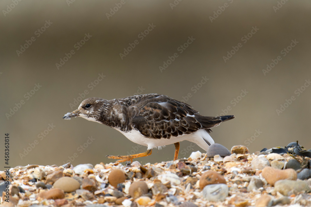 Fototapeta premium Turnstone, Arenaria interpres