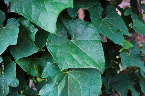 Close-up view of Chayote leaves (Sechium edule also known as mirliton, güisquil, pipinola, choko, Labu siam, and jipang) in the garden