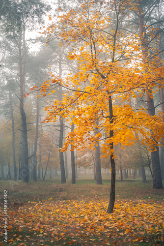 Alone tree with yellow leaves in autumn forest