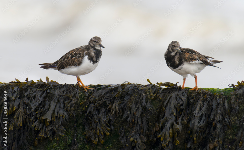 Turnstone, Arenaria interpres Turnstone, Arenaria interpres