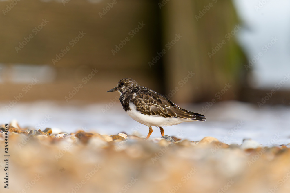 Turnstone, Arenaria interpres Turnstone, Arenaria interpres