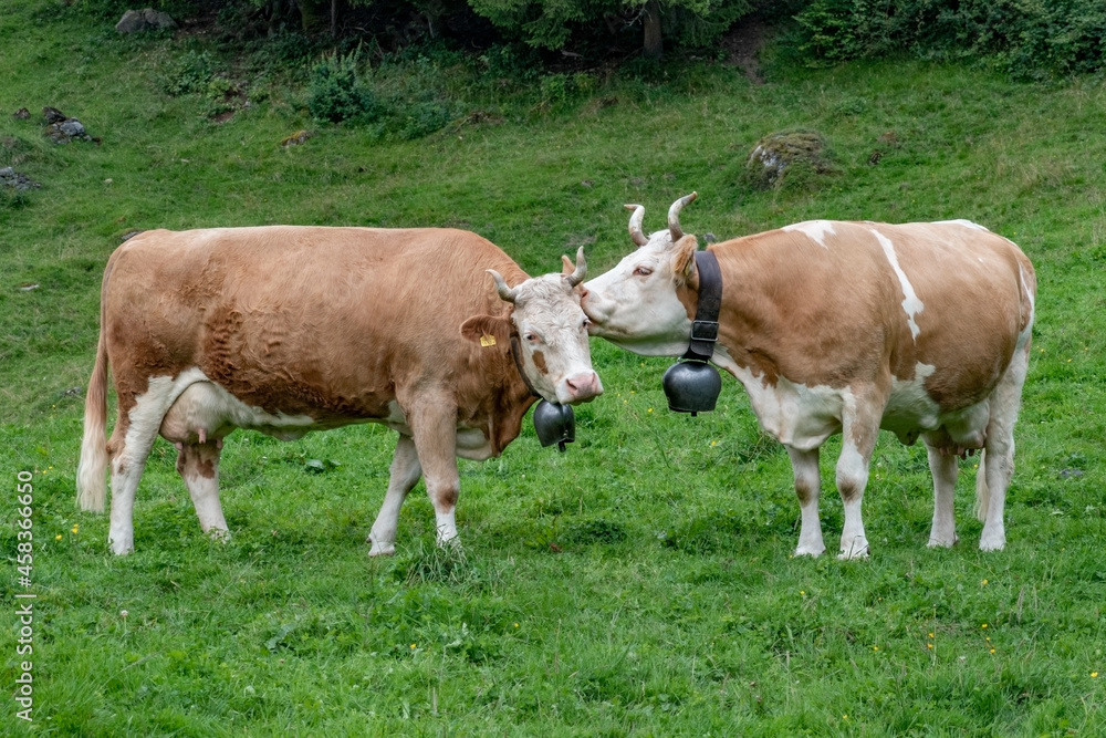 Beautiful swiss cows. Alpine meadows. farm.