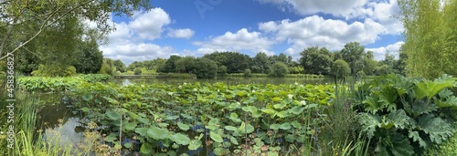 Nénuphars